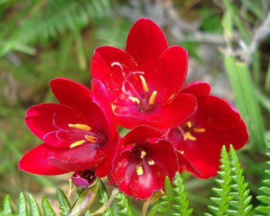 Geissorhiza erosa style and stamens